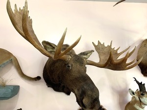 lot 1 image: AMAZING Alaskan Moose Mount