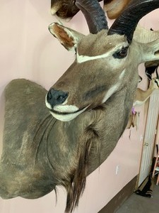 lot 2 image: Nyala Taxidermy Mount