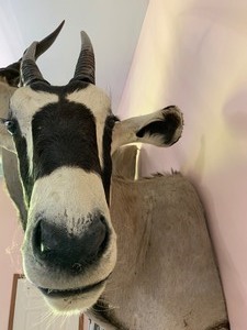 lot 3 image: Mounted Gemsbok - Taxidermy