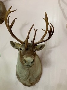 lot 4 image: Woodland Caribou