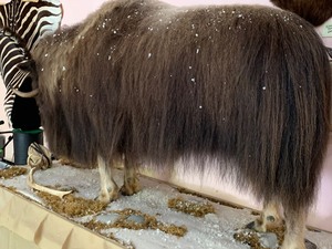 lot 5 image: Full MountedTaxidermy Musk Ox