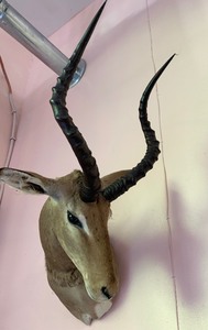 lot 6 image: South African Impala Mount