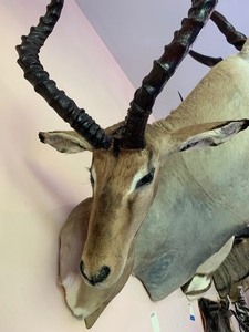 lot 7 image: South African Impala Mount