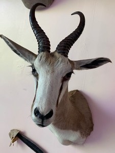 lot 8 image: Springbok Mount (South Africa)