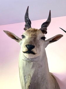 lot 9 image: Eland Mount