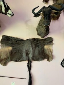 lot 10 image: Blue Wildebeest Mount with Partial Hide (South Africa)