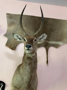 lot 12 image: Waterbuck Taxidermy Mount