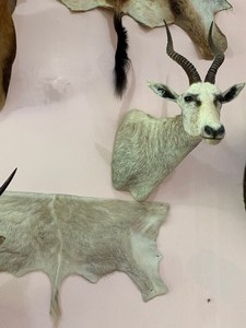 lot 15 image: Blesbock Taxidermy Mount with Partial Hide