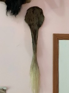 lot 16 image: Black Wildebeest with Tail