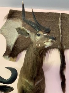 lot 11 image: Nyala Taxidermy Mount with Partial Hide