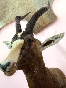 lot 13 image: Blesbock Taxidermy Mount