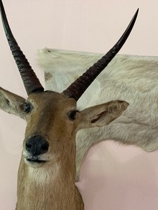 lot 14 image: Bushbuck Taxidermy Mount (Africa)