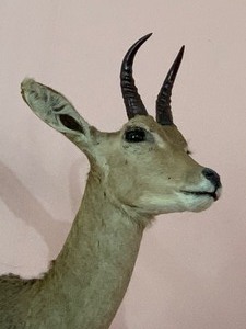 lot 17 image: Mountain Red