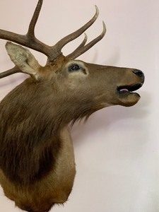 lot 18 image: Large Elk Mount