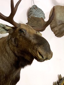 lot 21 image: Newfoundland Moose Taxidermy Mount