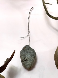 lot 23 image: Hornets Nest on Tree Branch