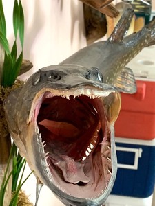 lot 24 image: Taxidermy Northern Fish Mount on Driftwood
