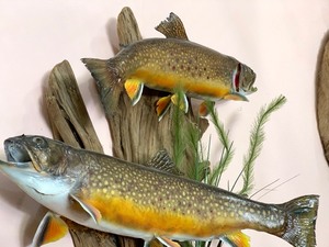 lot 53 image: Trio of Trout Mounted on Driftwood