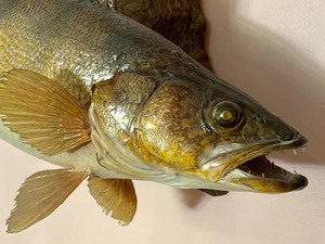 lot 54 image: Mounted Walleye on Driftwood