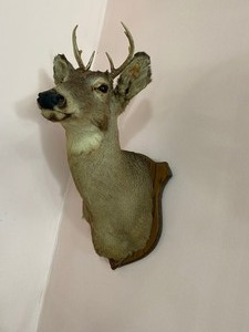 lot 25 image: Taxidery White Tail Deer Mount