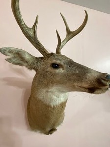 lot 26 image: White Tail Deer Taxidermy Mount