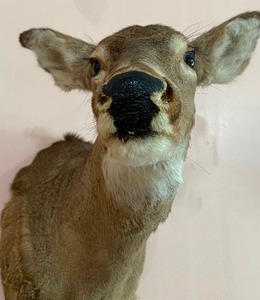 lot 27 image: White Tail Deer Taxidermy Mount