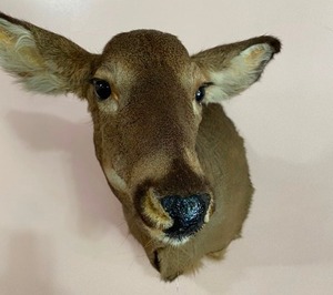 lot 28 image: White Tail Deer Taxidermy Mount