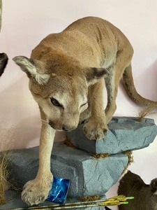 lot 38 image: Full Size Taxidermy Mounted Cougar- Mountain Lion