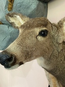 lot 39 image: White Tail Deer Taxidermy Mount