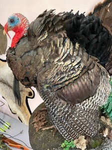 lot 40 image: Taxidermy Full Turkey Mount