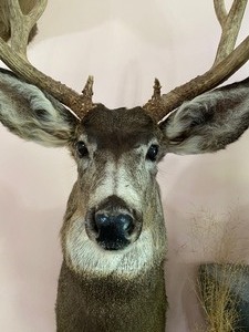 lot 37 image: Mule Deer Taxidermy Mount