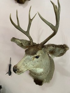 lot 36 image: Mule Deer Taxidermy Mount