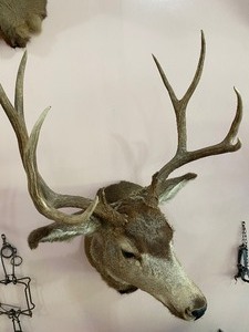 lot 35 image: Mule Deer Taxidermy Mount