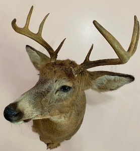 lot 29 image: White Tail Deer Taxidermy Mount