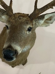 lot 30 image: White Tail Deer Taxidermy Mount