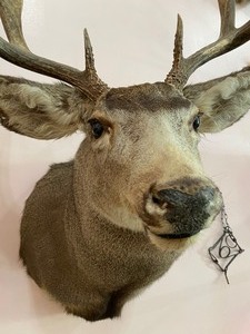 lot 33 image: Mule Deer Taxidermy Mount