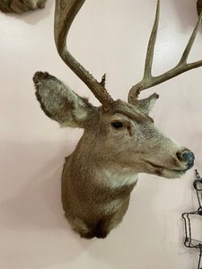 lot 34 image: Mule Deer Taxidermy Mount