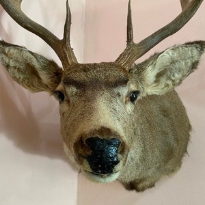 lot 31 image: Mule Deer Taxidermy Mount
