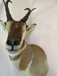 lot 41 image: Taxidermy Antelope Mount