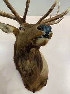 lot 42 image: Taxidermy Elk Mount