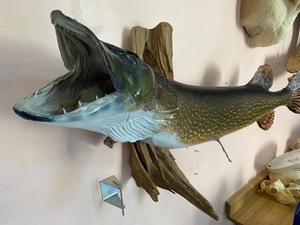lot 43 image: Taxidermy Northern Mount on Driftwood