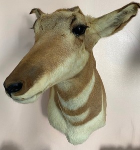 lot 44 image: Taxidermy Antelope Mount