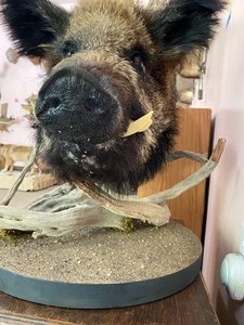lot 45 image: Taxidermy Wild Boar Mount