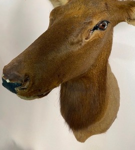 lot 46 image: Taxidermy French Elk Mount