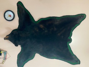 lot 50 image: Black Bear Hide with Full Head (Manitoba)