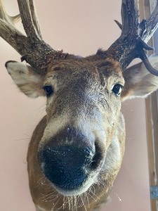 lot 51 image: Non-Typical White Tail Deer Taxidermy Mount