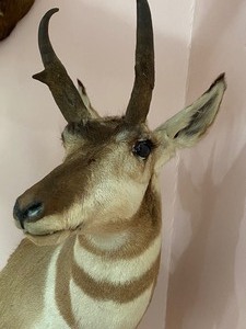 lot 49 image: Taxidermy Antelope Mount