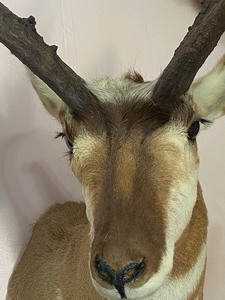 lot 47 image: Taxidermy Antelope Mount