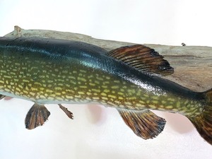 lot 55 image: Taxidermy Northern Mounted on Driftwood