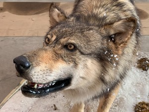 lot 56 image: Full Size Taxidermy Wolf on Platform